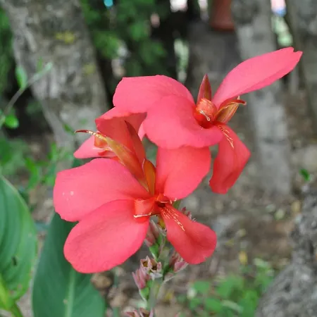 La Nicchia 卡斯德尔诺沃贝拉登卡