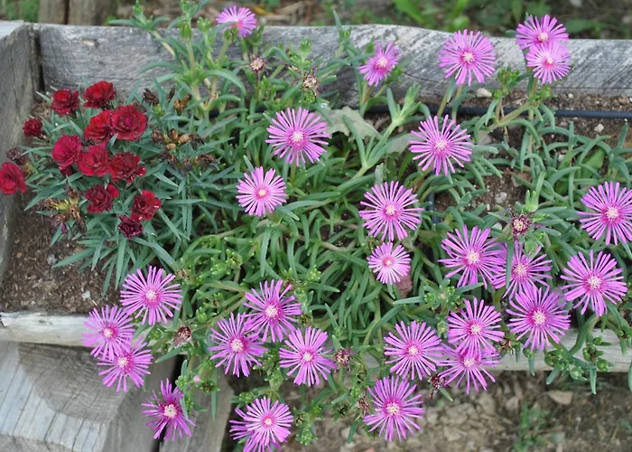 La Nicchia Farmház *